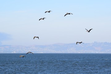 A group of American white pelicans (Pelecanus erythrorhynchos) flying over San Francisco bay