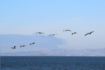 A group of American white pelicans (Pelecanus erythrorhynchos) flying over San Francisco bay