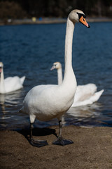 big white swan walks along  shore, long-necked bird