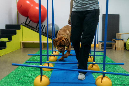 Female physiotherapist training old French Mastiff on exercise equipment at center