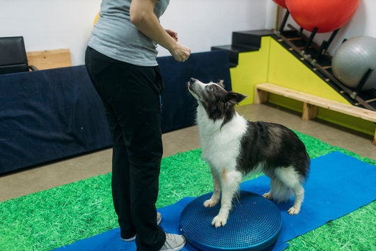 Female physiotherapist training Border Collie on Bosu ball at center