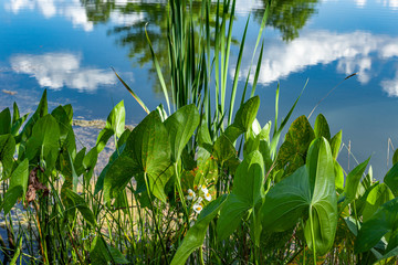 Arrowhead leaves and blossoms on the edge of pond that is reflecting the blue sky, clouds, and pine trees.