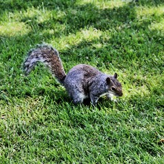 squirrel in the park