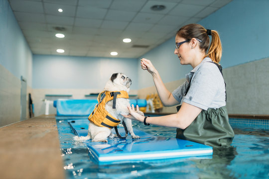 Female physiotherapist training pug dog on inflatable raft in swimming pool at center