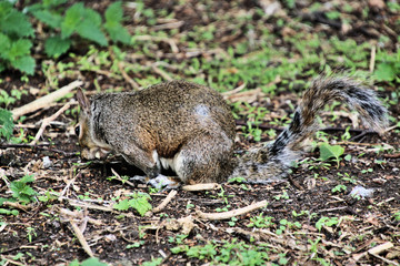 squirrel on the ground