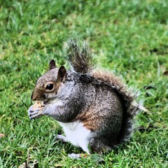 squirrel eating nut