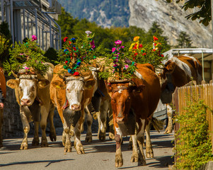 The "cattle descent" parade of decorated cows moves through the village of Lauterbrunnen, Switzerland.