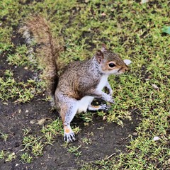 squirrel in the park