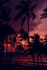 Palm tree leaves silhouette at the sunset over Atlantic Ocean in Las Terrenas, Dominican Republic