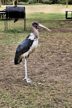 A view of a Maribu Stork