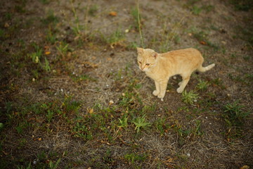 cute ginger cat walk in the summer garden