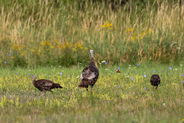 Wild turkeys on the meadow.