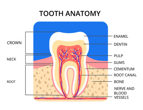 Tooth anatomy infographic. Perfect for medical poster or banner. Vector