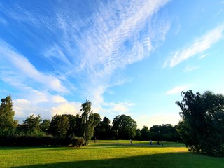 trees in the park