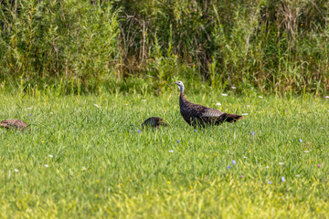 Wild turkeys on the meadow.