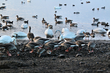 A view of some Swans