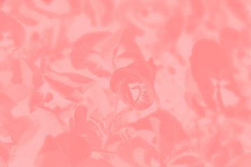 Fototapeta premium Pink coral abstract background with pansy flowers pattern