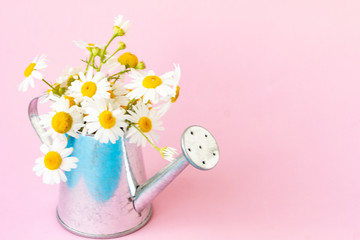 Beautiful bouquet of white chamomile flowers in a tin watering can on a pink background. Copy space. Summer composition with flowers