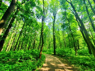 footpath in the forest