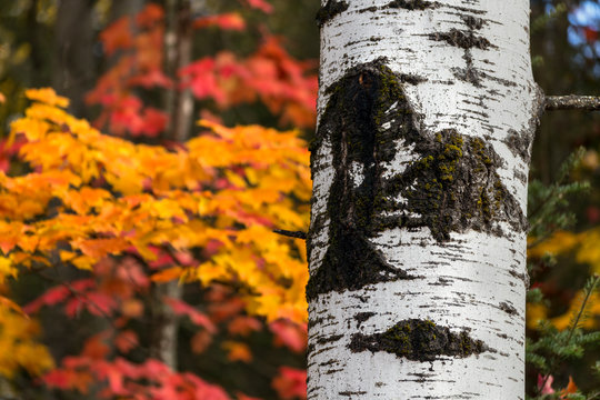 A textured white birch tree trunk is backed by a beautiful fall foliage colors in the north wood of Wisconsin.