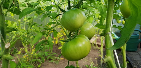 Bunch of green tomatoes on a bush, growing selected tomato in a greenhouse
