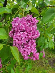 pink hydrangea flowers