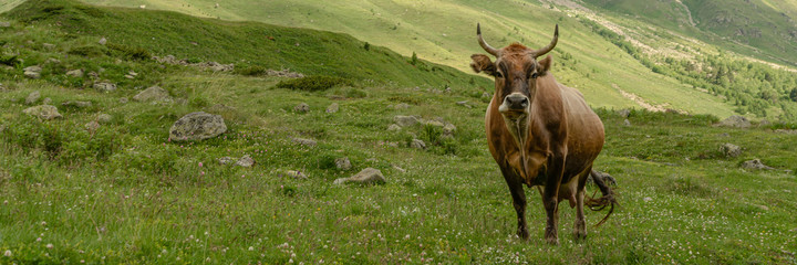 Naklejka na ściany i meble Brown cow in front of mountain landscape. Nature background. Selective focus