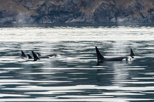 Orcas&nbsp;(Orcinus&nbsp;orca)&nbsp;swimming near surface