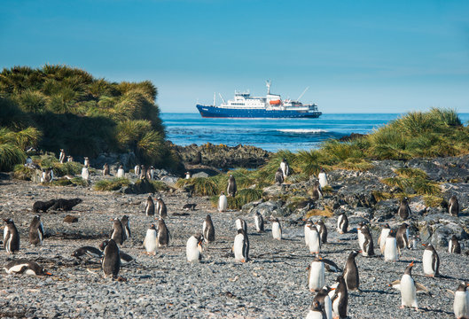 UK, South Georgia and South Sandwich Islands, Gentoo penguin (Pygoscelis papua) colony on Prion Island with cruise ship in background