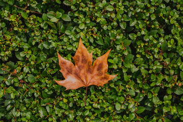 dry leaf on green leafs. autumn background.