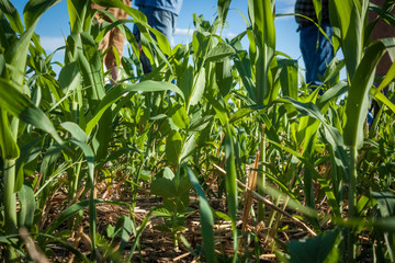 Cover crops planted in wheat stubble from ground level with the legs of men in the background.
