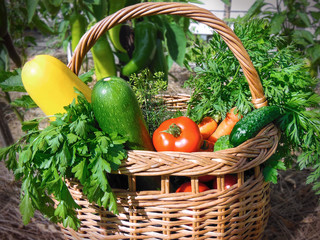 Basket with vegetables (zucchini, tomato, carrot, cucumber, greens) in the garden. Concept of farm, eco products, bio ecology, grown by yourself, vegetarians.
