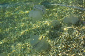 Obraz premium Photos jellyfish in the sea