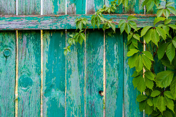 Branches of wild grapes with leaves on shabby natural wooden fence boards. Foliage on a vintage wooden surface with copy space. Texture of old boards with peeling paint. High quality photo