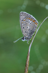 Polyommatus icarus - diurnal butterfly in the summer dew on a blade of grass awaits dawn on a blade of grass