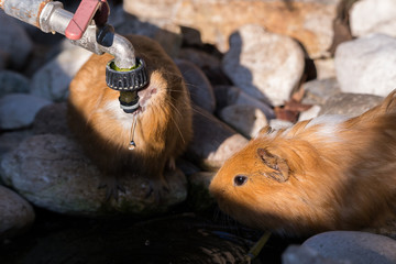 Two Guinea Pigs Cavia porcellus near a small pond with one drinking from water faucet