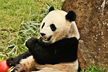 Obraz premium giant panda eating bamboo