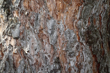 Old pine tree bark closeup background texture