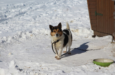 A mongrel little dog on a chain