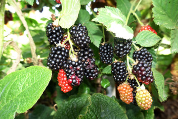 Strauch mit Brombeeren - Früchte in unterschiedlichem Reifegrad