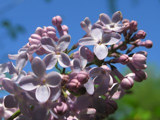 Common lilac flowers (Syringa vulgaris)