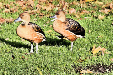 A view of a Whistling Duck