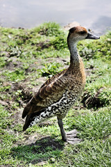 A view of a Whistling Duck