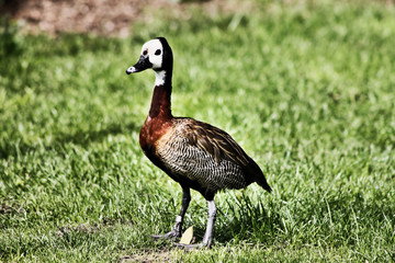 A view of a Whistling Duck