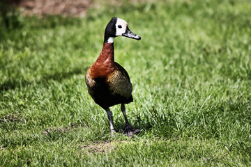 A view of a Whistling Duck