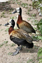 A view of a Whistling Duck