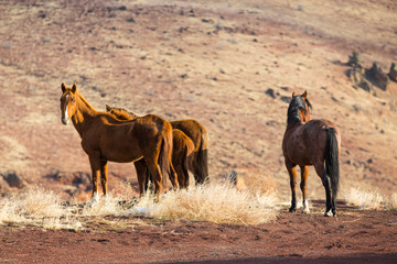 Wild horses. A bit malnourished...