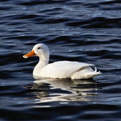 white duck in the water