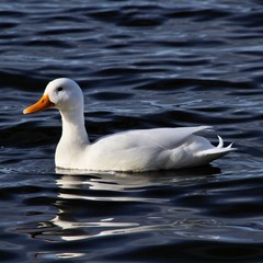 A view of a White Duck