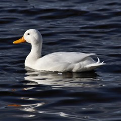 white duck in the water